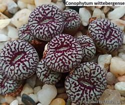 Seme cveća: Conophytum wittebergense - 10 semenki